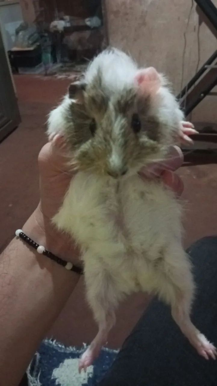 Porquinha femia frizada  - Foto 2