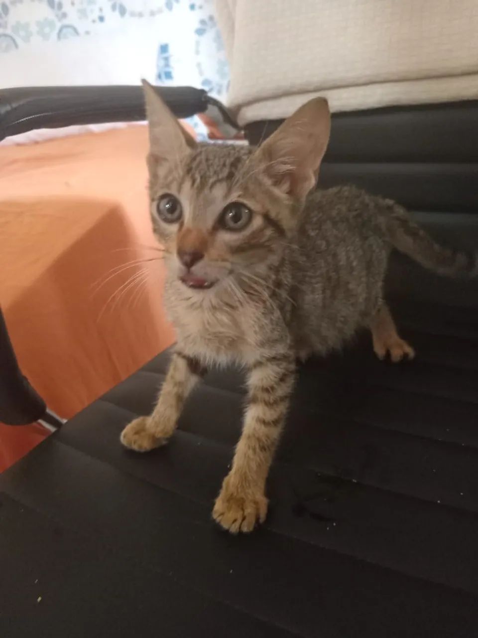 gato - Foto 3