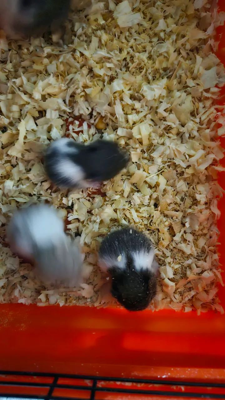Hamister sírio pra venda..