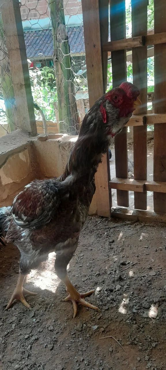 Frango Calcutá 
