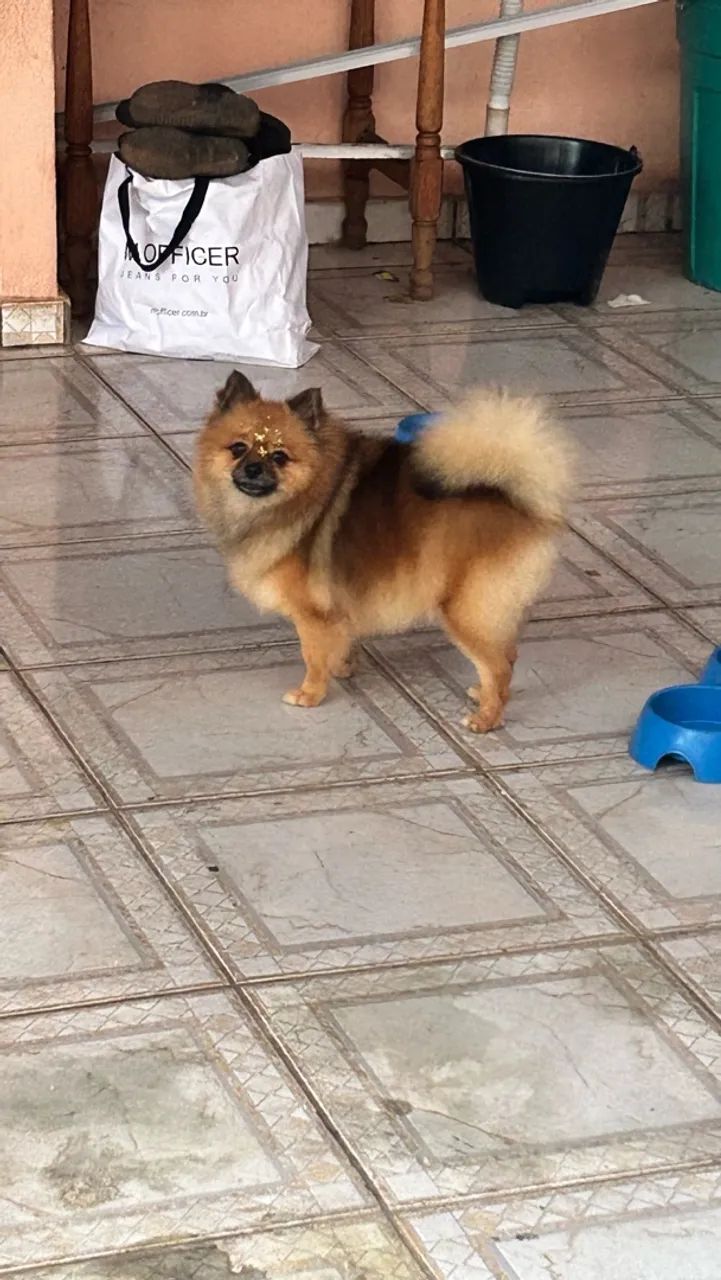 Fêmea de Spitz Alem ão  - Foto 2