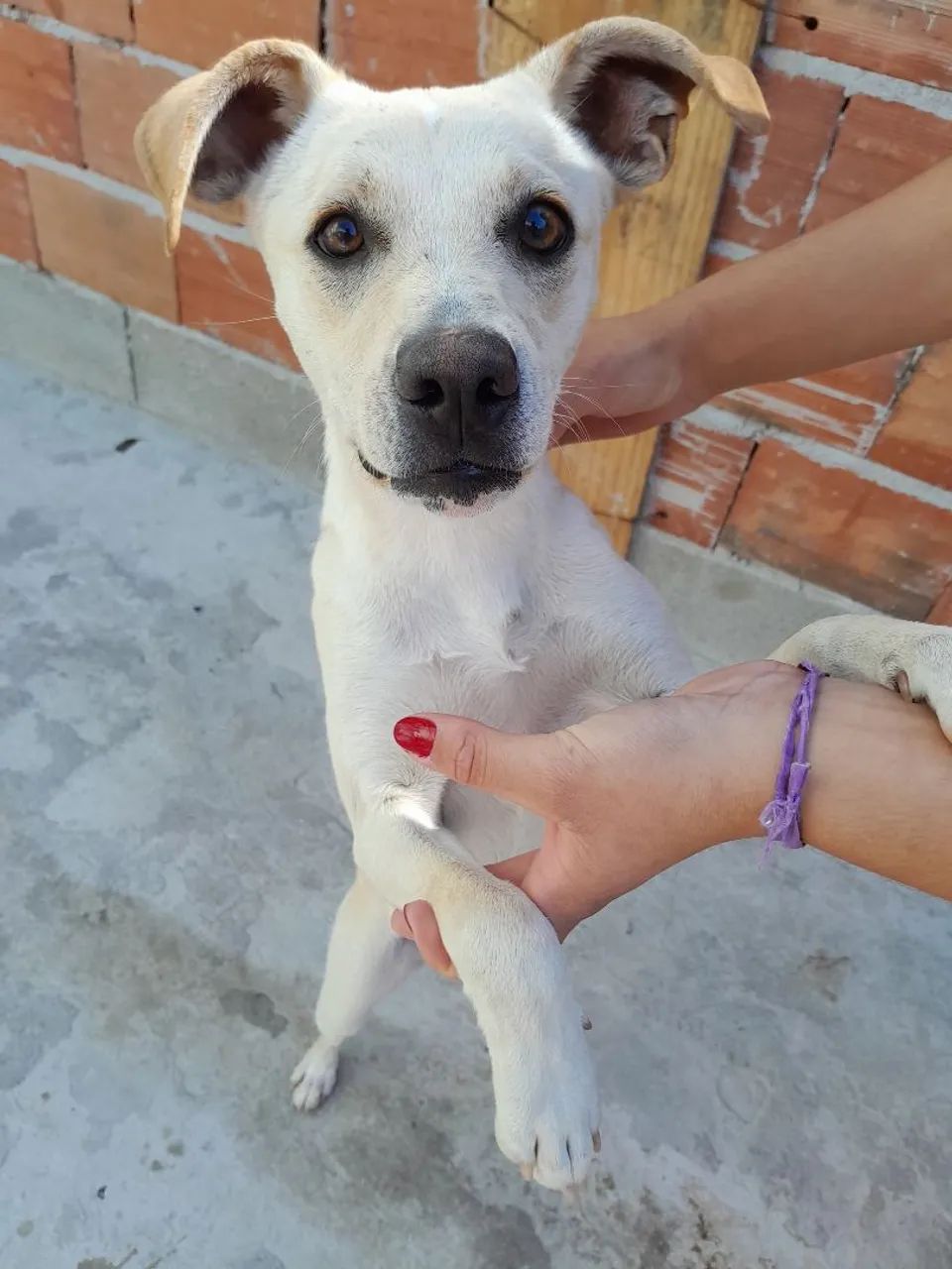 ?Doa-se cachorrinha? - Foto 2