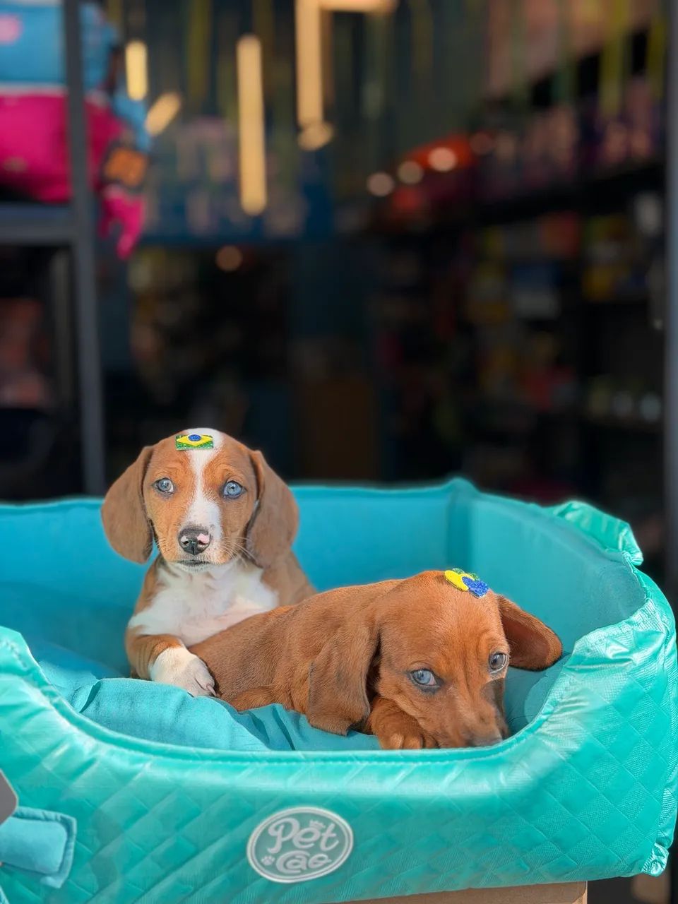 Dachshund / salsicha  - Foto 5