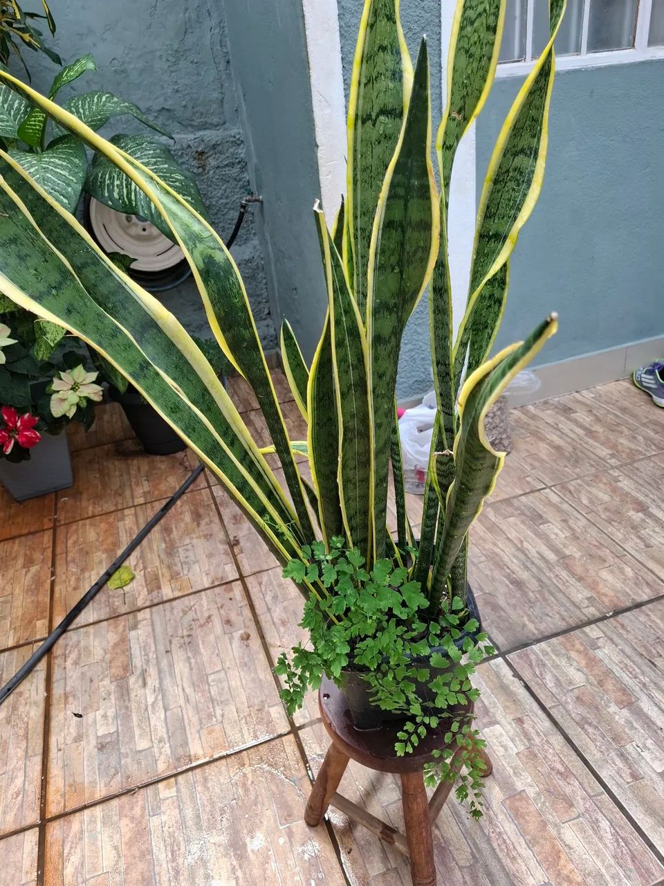 Plantas  - Foto 4