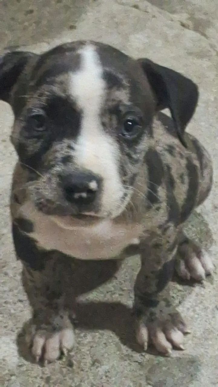 American Bully  - Foto 3