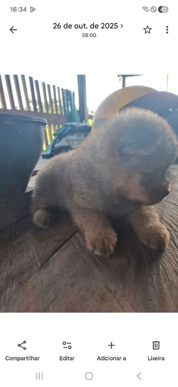 Cachorro  - Foto 2