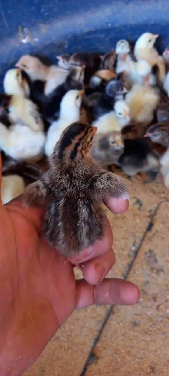 Galinha D'angola - Foto 3
