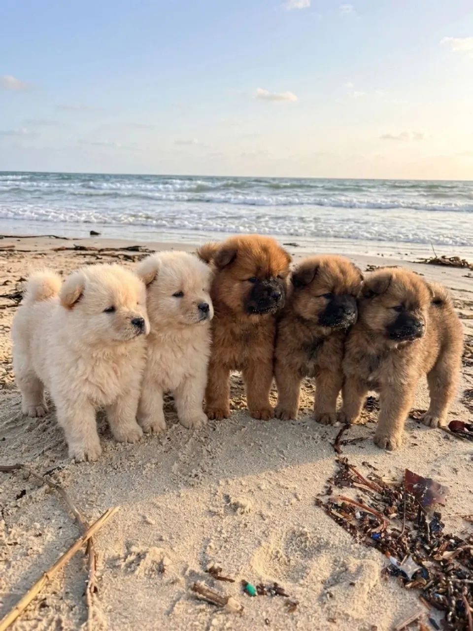 Filhotes de chow chow  - Foto 3