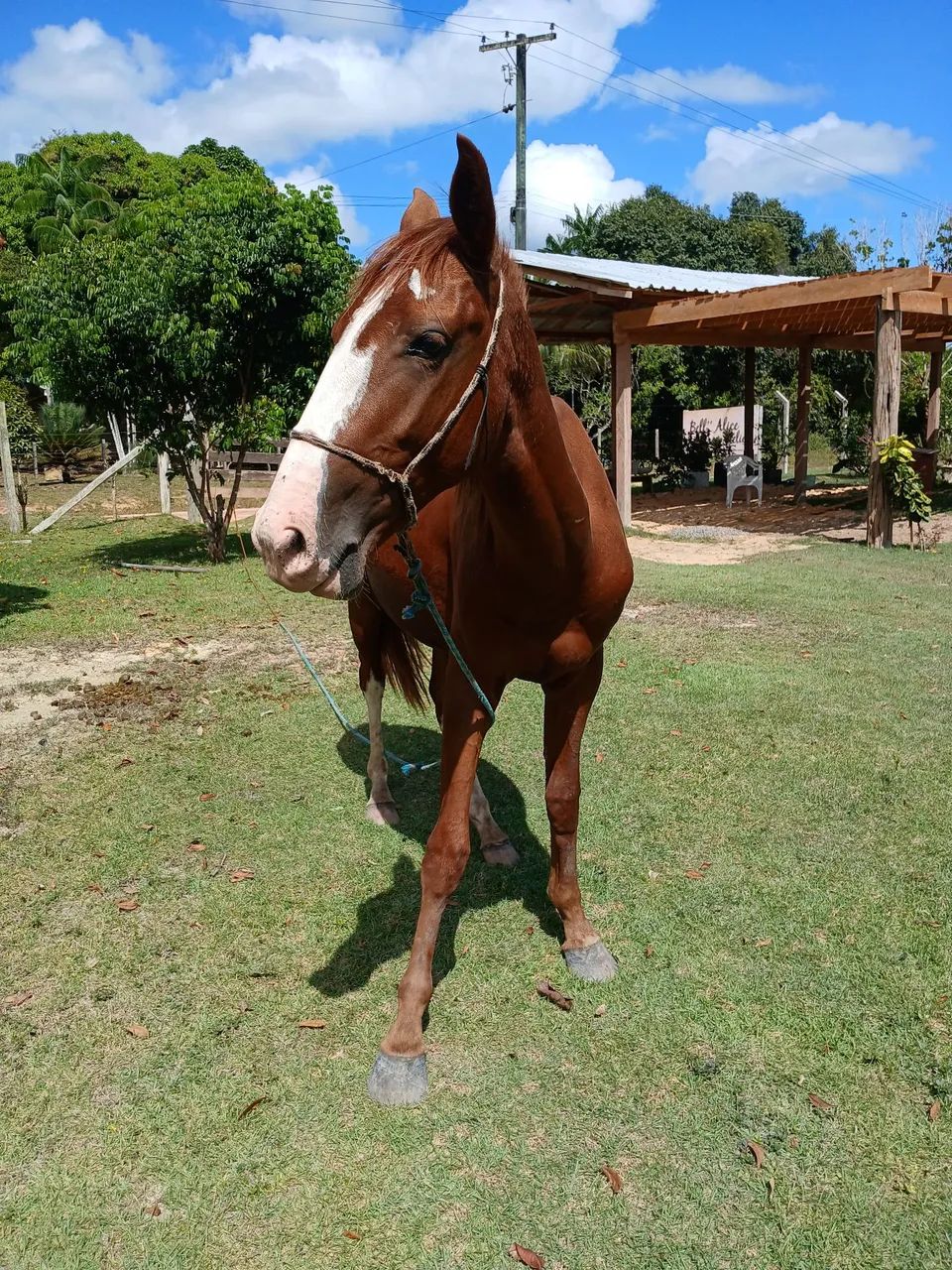 Vendo  cavalo poltro manga larga.  - Foto 3