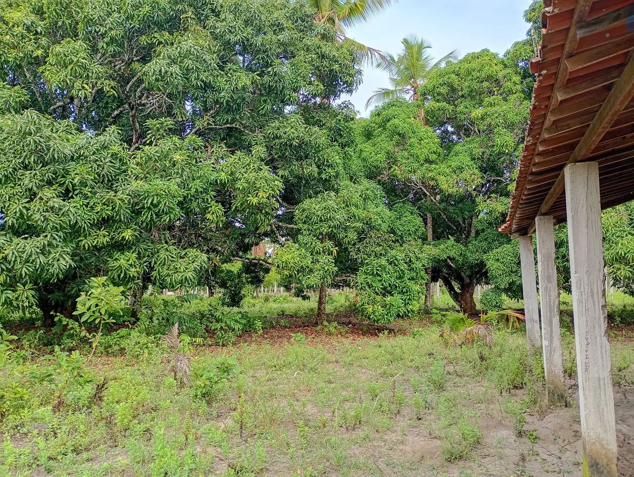 Sítio, três irmãos 