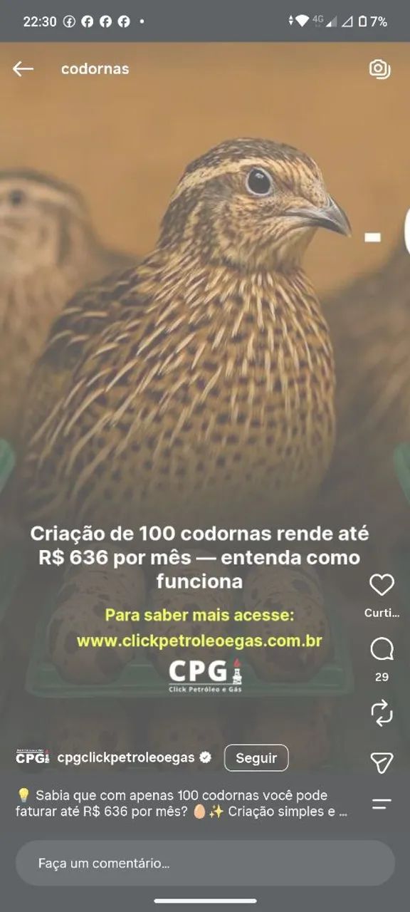 Codornas botando ,70 dias de vida  - Foto 4