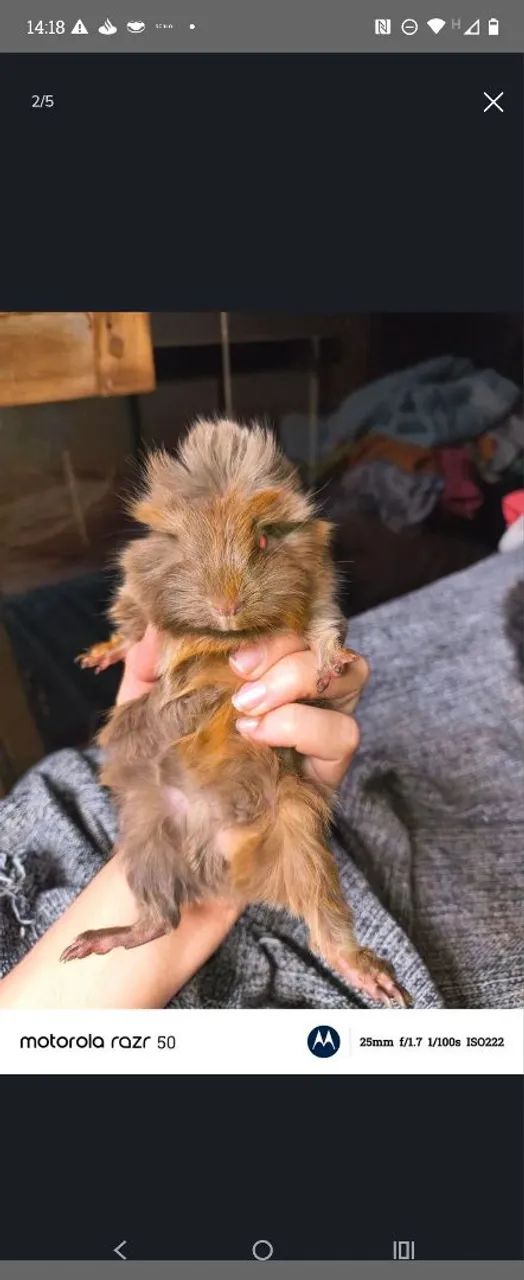 Vendo porquinho da índia peruano macho de 2 meses - Foto 2