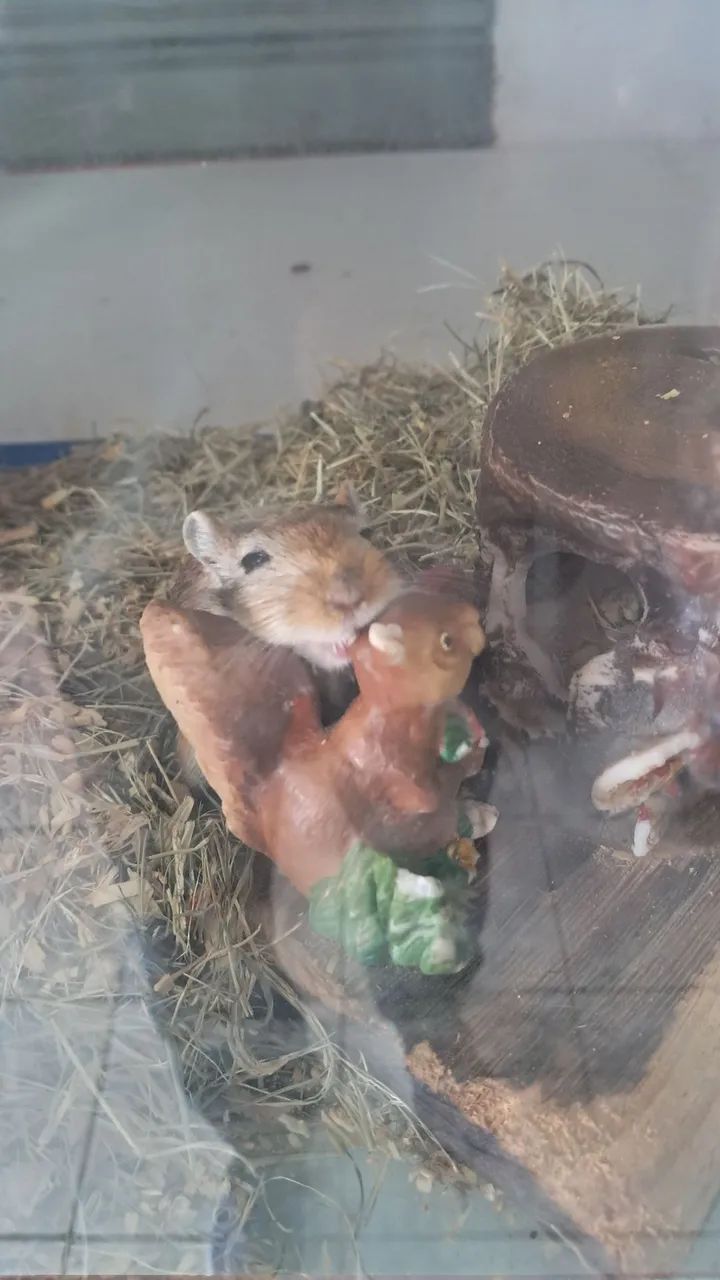 Gerbil ou Esquilo da Mongólia - Foto 2