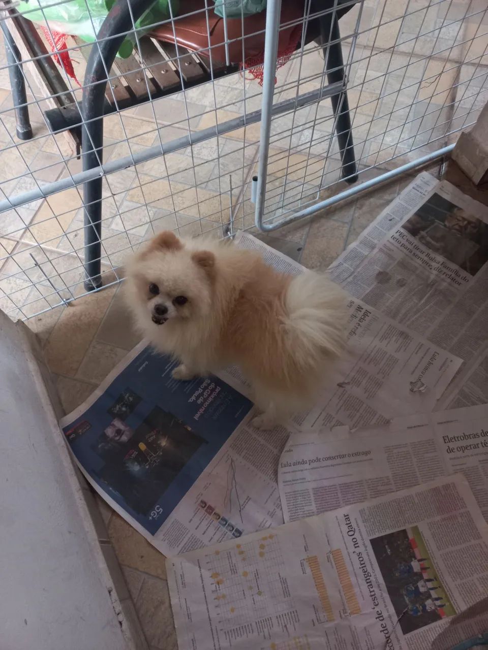 Spitz alemão anão  - Foto 5