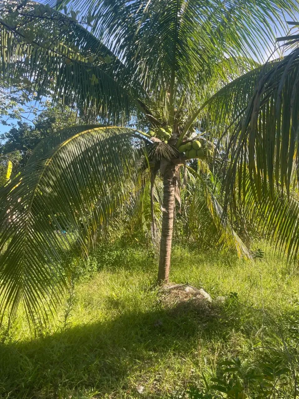 sitio a venda - Foto 3