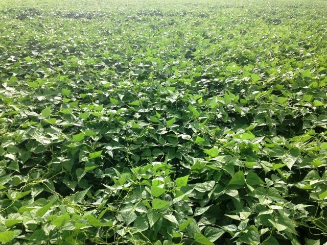Fazenda 873 ha S.J. Rio Claro MT - Foto 12