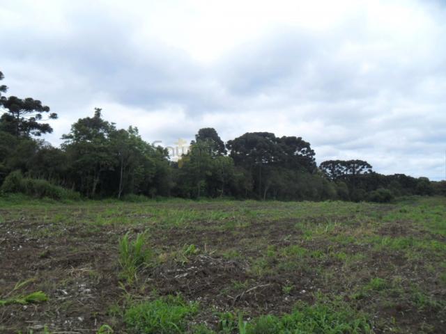 Terreno, Roseira, São José dos Pinhais-PR - Foto 11