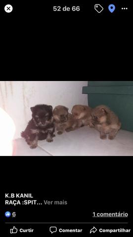 Pet Shop filhotes de patas