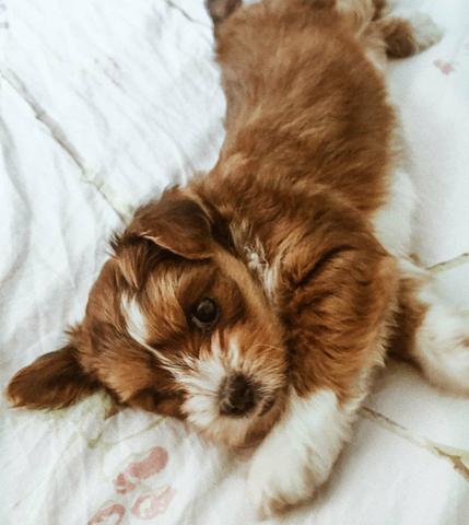 Lhasa apso macho - Foto 4