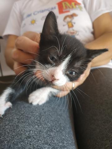 Animais para adoção