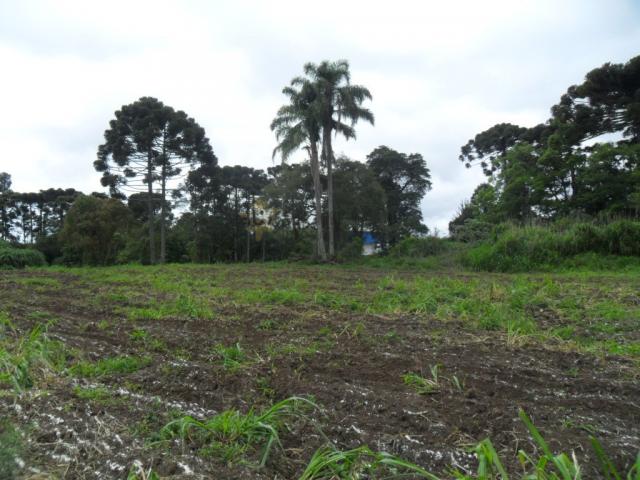Terreno, Roseira, São José dos Pinhais-PR - Foto 13