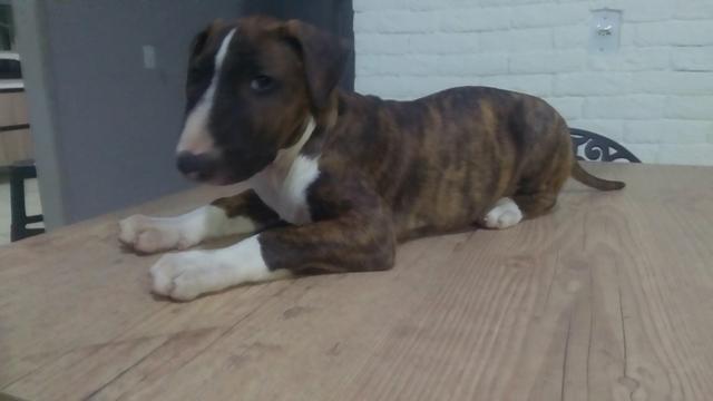 Filhote de Bull terrier - Foto 2