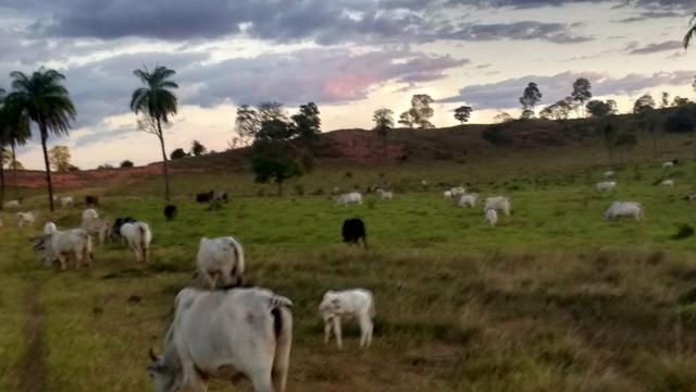 Fazenda - Foto 8