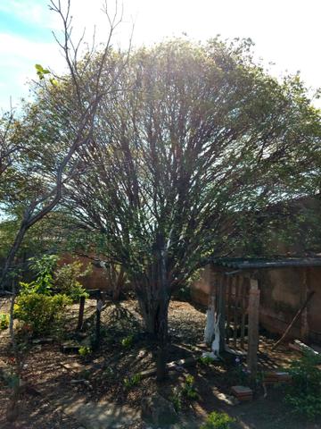 Terreno no Santa Rita em Batatais - Foto 2