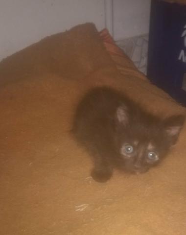 Gatinhos precisando de um lar