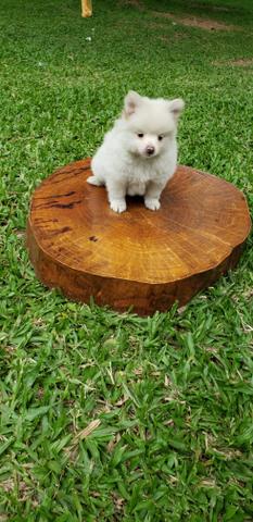 Spitz Alemão Lulu - Foto 2