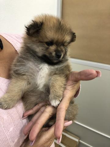 Lulu da Pomerânia - SPITZ ALEMÃO ANÃO (macho) - Foto 5