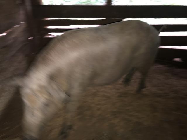 Porca - Foto 3