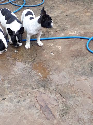 Filhotes de buldogue francês