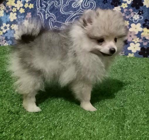 Lindas fêmeas Spitz alemão! - Foto 2