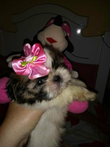 Lindas Fêmeas de Shitzu a pronta entrega - Foto 4