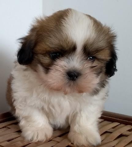 Shihtzu