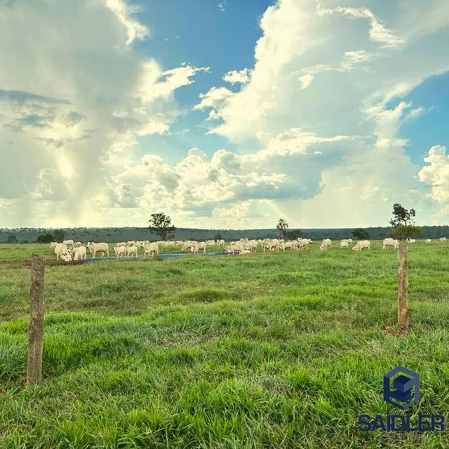 Faz em Nova Andradina-MS, 5.793 hectares. - Foto 10