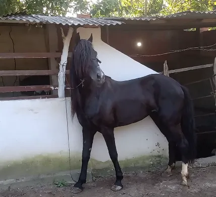 Traia de cavalo  +63 anúncios na OLX Brasil