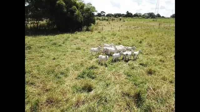 Chácara em Ji-Paraná - Foto 6