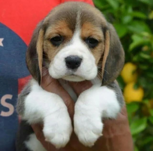   Beagle (Bicolor e Tricolor) Criação com Amor 