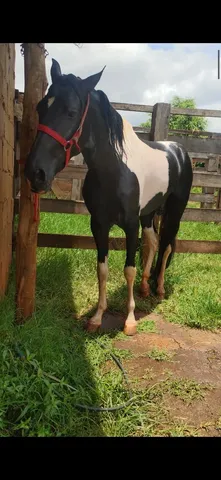 Cavalo pampa de preto