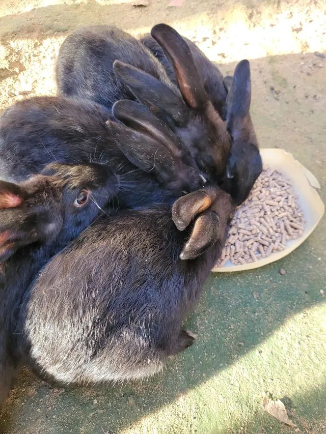 Doação coelhos