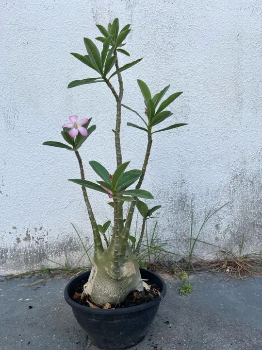 Rosa do deserto arabicum.  - Foto 4