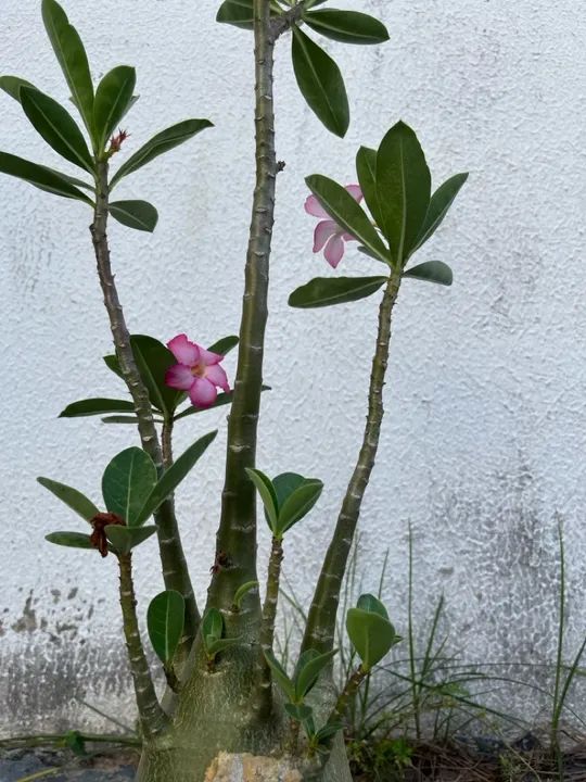 Rosa do deserto arabicum. 
