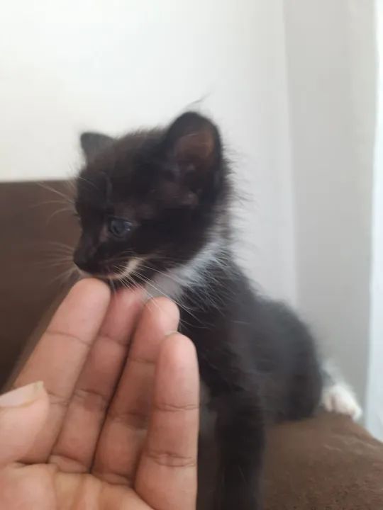 Gatinhos para doação  - Foto 2