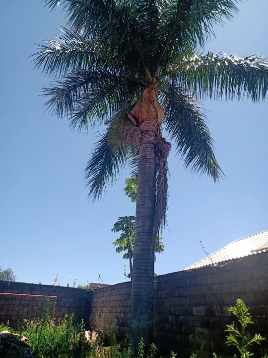Palmeira Imperial alta pra seu jardim