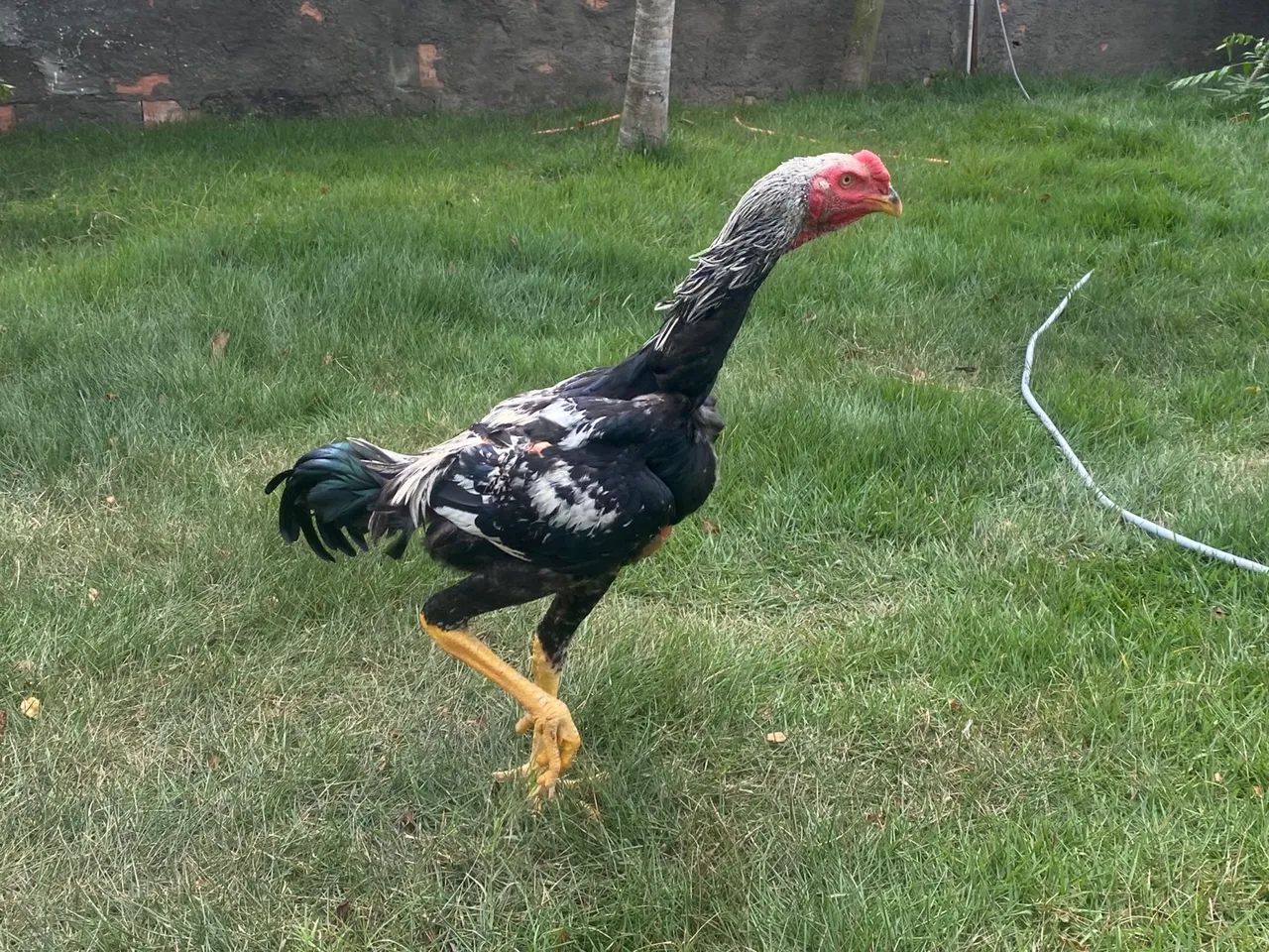 Anúncio: Frangos Índios Gigantes - Genética de Alto Padrão**   