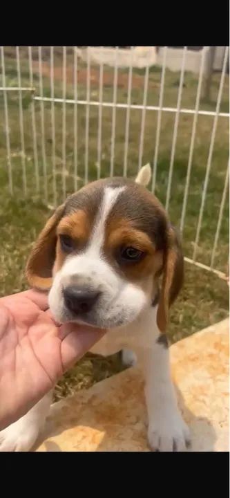 Beagle filhotes lindos com 2 meses e primeira vacina v8
