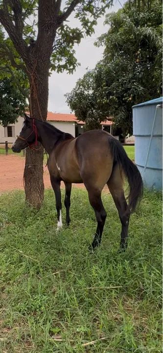 POTRA QUARTO DE MILHA - Foto 2