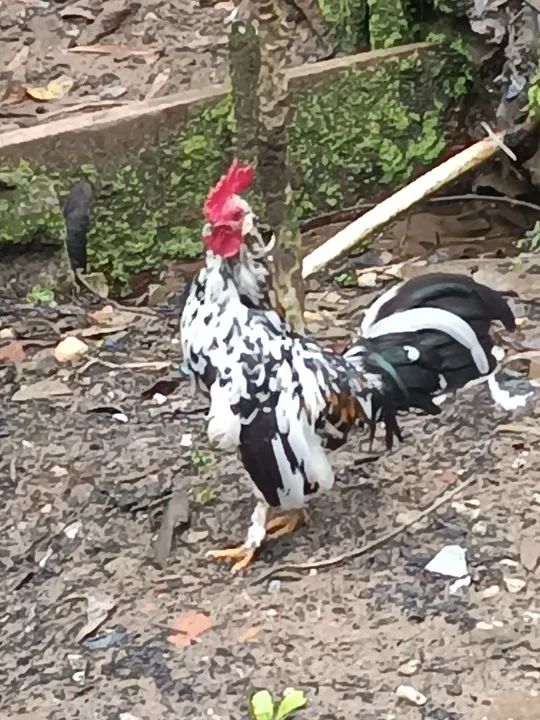 Galo Garniser Branco e Preto - Foto 5